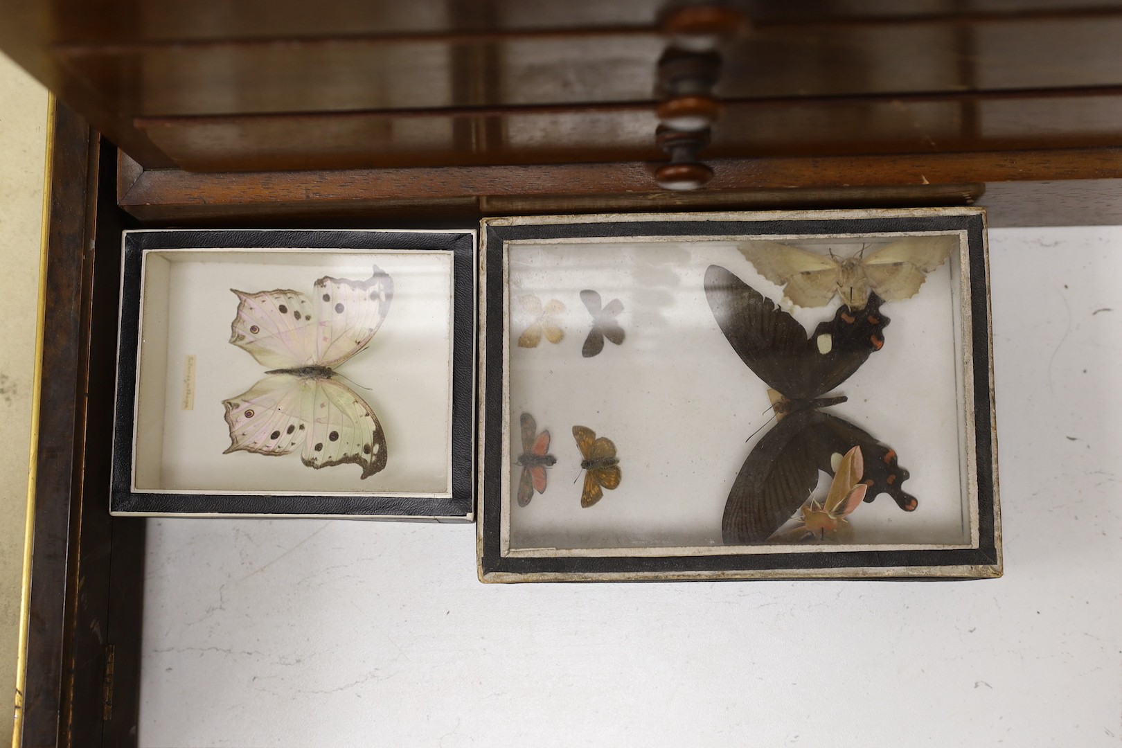 And early 20th century mahogany cabinet of UK moth and butterfly specimens, six trays together with two cased butterfly specimens and an empty display case, large cabinet 45 cms high x 39 cms wide.